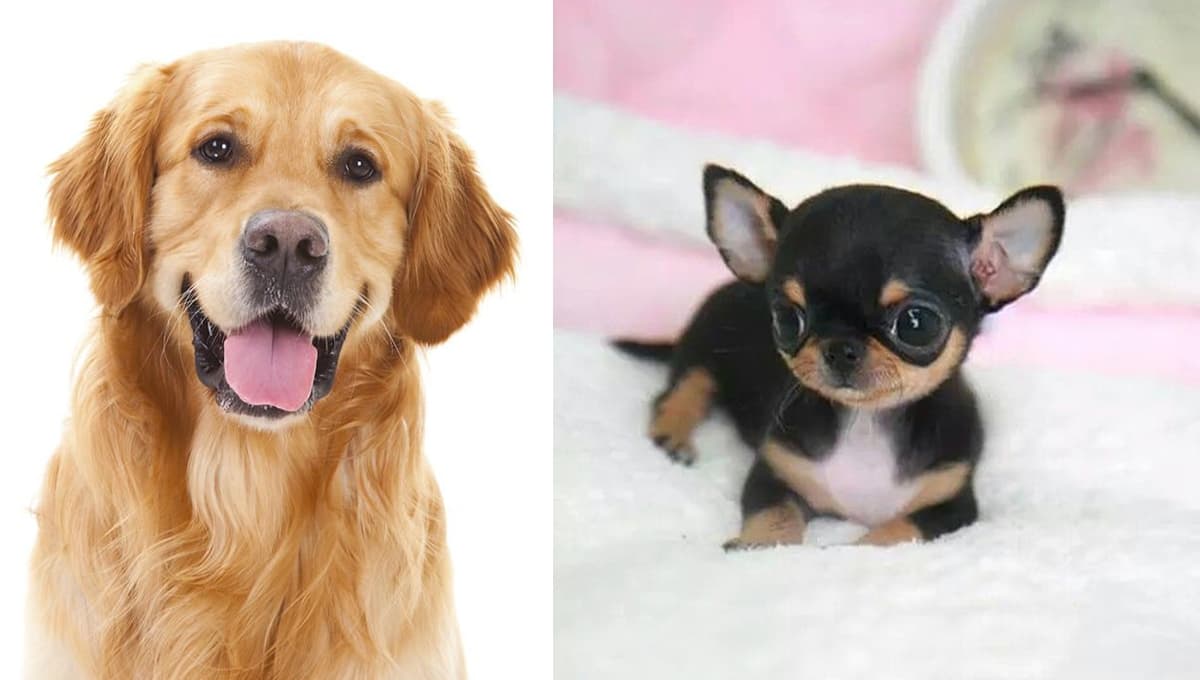 Las 5 razas de perros más bonitas según Chat GPT