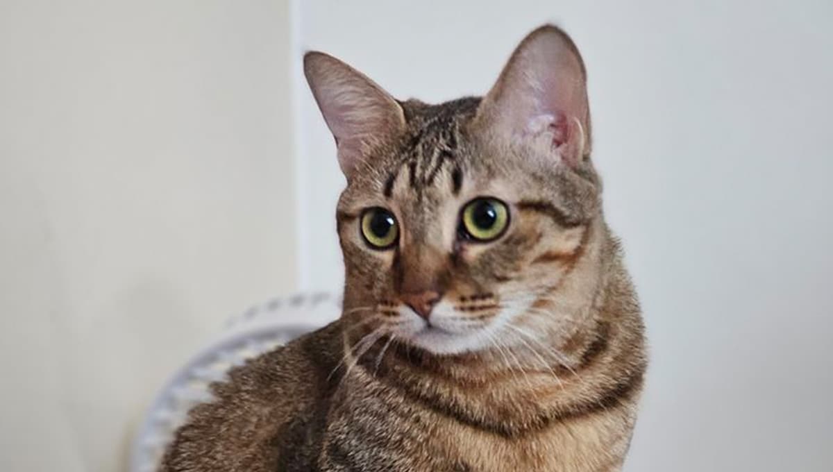 ¿Qué significa cuando un gato se revuleca en el suelo y maúlla?