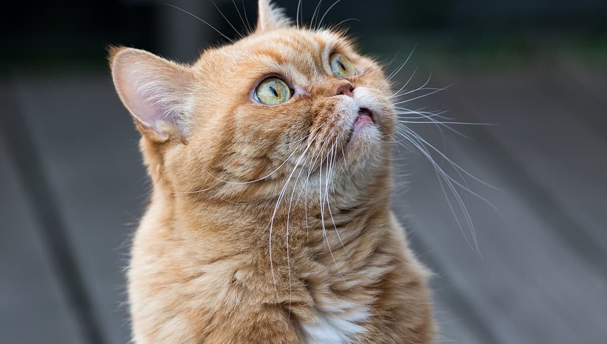 Sr. Bigotes, la tierna historia de un gatito que llegó por ayuda al veterinario