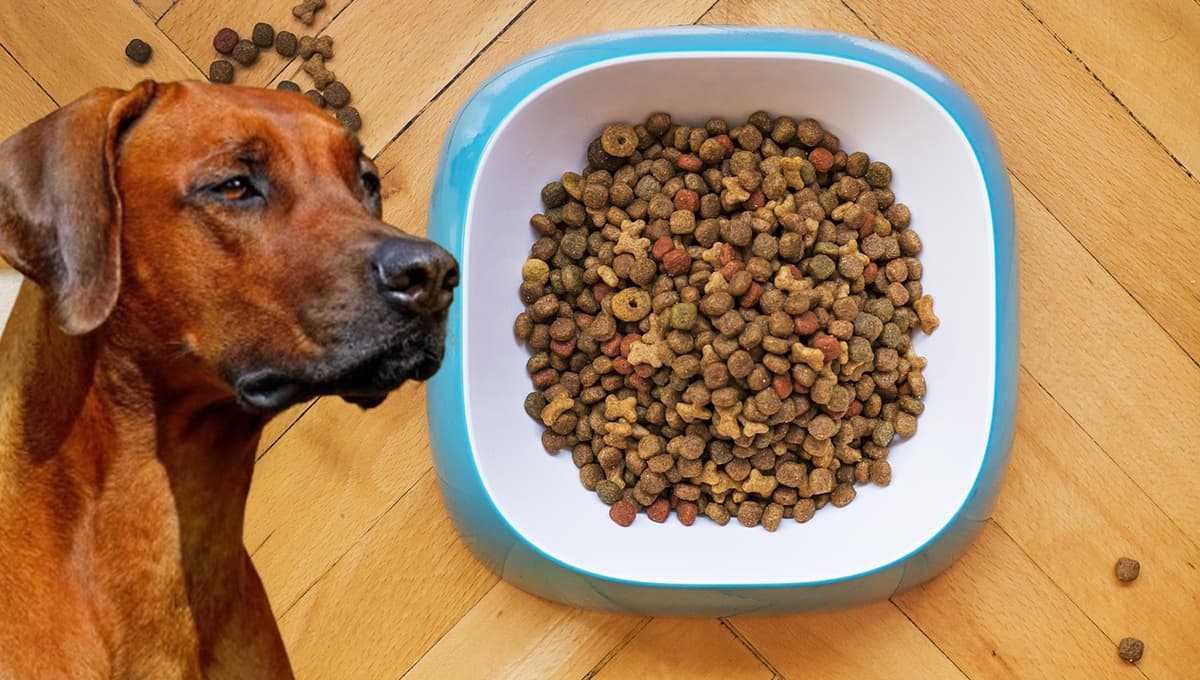 Pocos confían en ellas, pero son las croquetas económicas para perro con más proteína según PROFECO