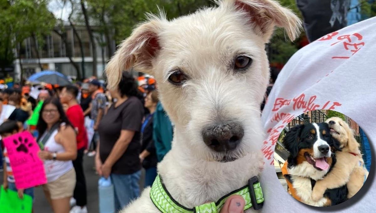 Marcha contra el maltrato animal: 5 acciones para AYUDAR a los animales todos los días