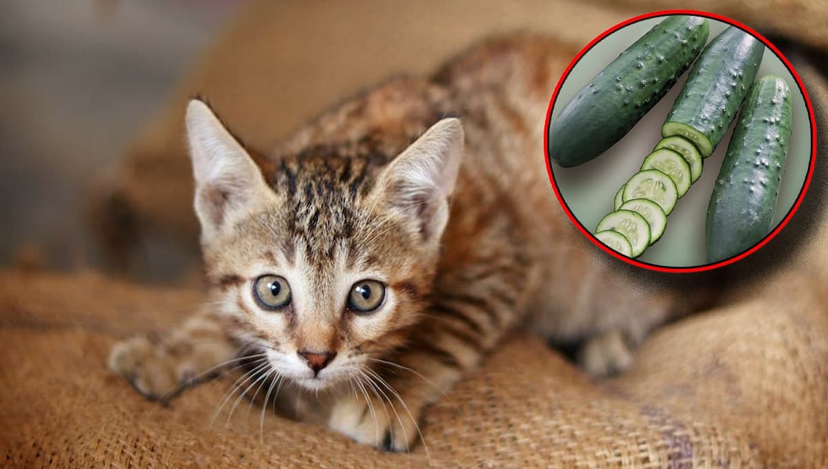 ¿Qué significa que un gato le tenga miedo a los pepinos?