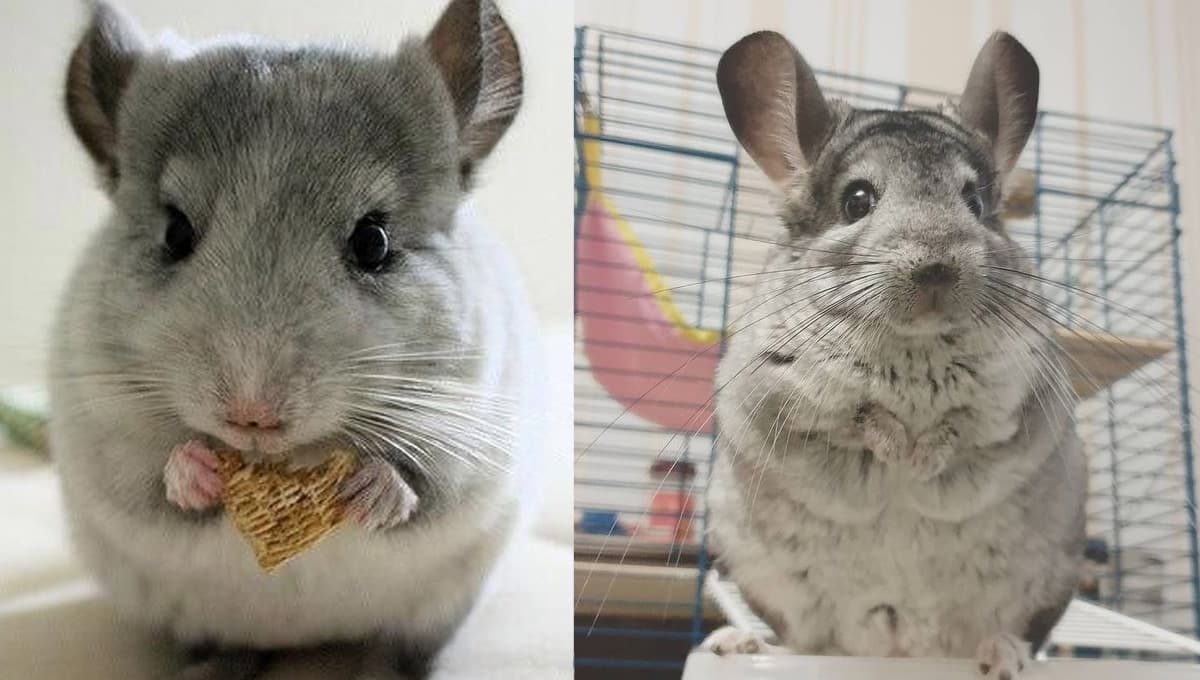 ¿Cómo hacer feliz a una chinchilla? Es más FÁCIL de lo que crees