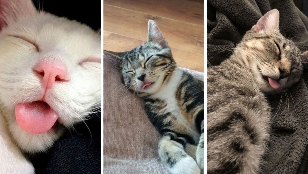 ¿Qué significa cuando un gato te saca la lengua?