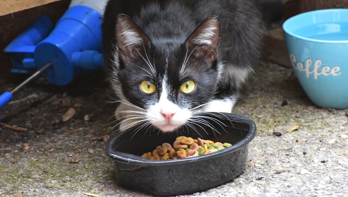 Semáforo de croquetas para gato 2023: las 3 MEJORES según Profeco