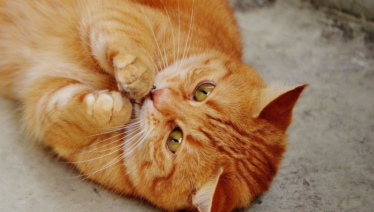 ¿Cómo hacer un divertido juguete para tu gato con rollos de papel?