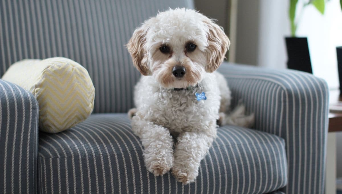 5 beneficios de tener un perro en casa