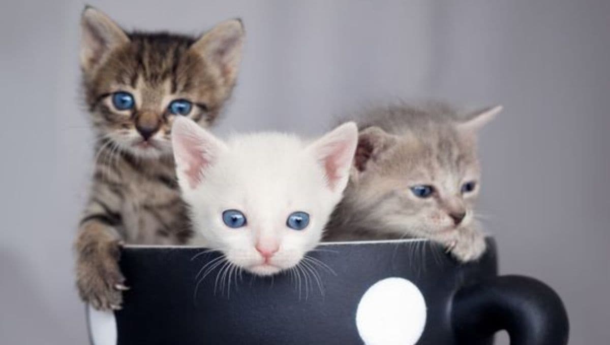 ¿Qué significa soñar con tres gatitos bebés?