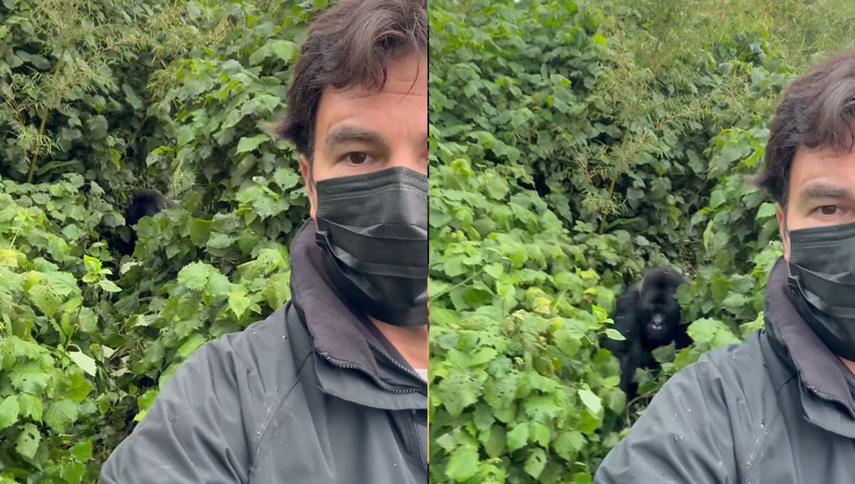 Checo Pérez es emboscado por un gorila