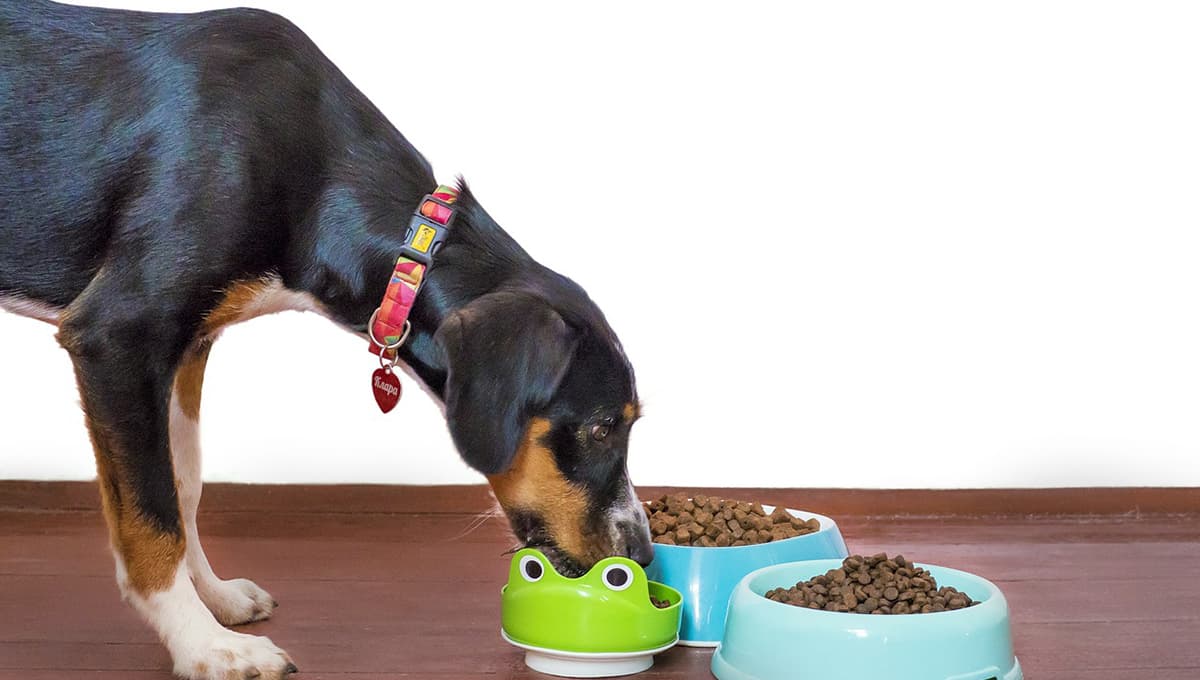 croquetas ganador para perros que tan buena es