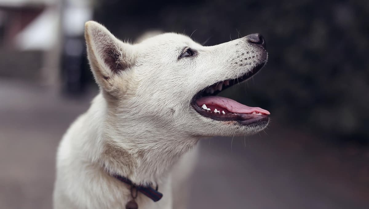 ¿Qué multa existe en la CDMX si mi perro muerde a otro?