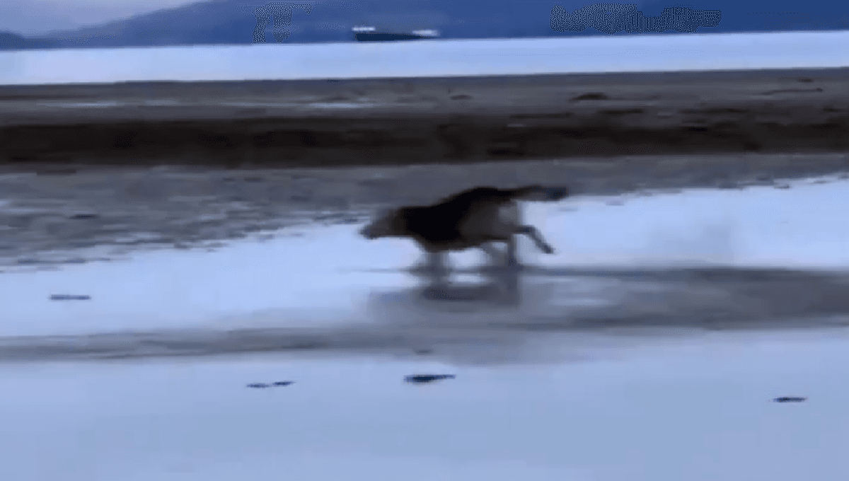 perrito rescatado visita la playa