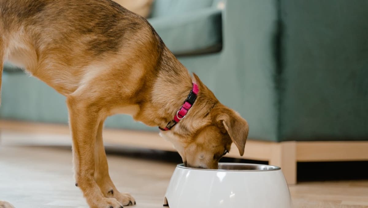 qué tan buena es la croqueta beneful para perros