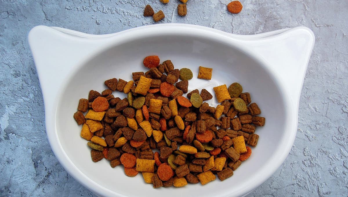 Cuáles son las croquetas mas baratas para gatos