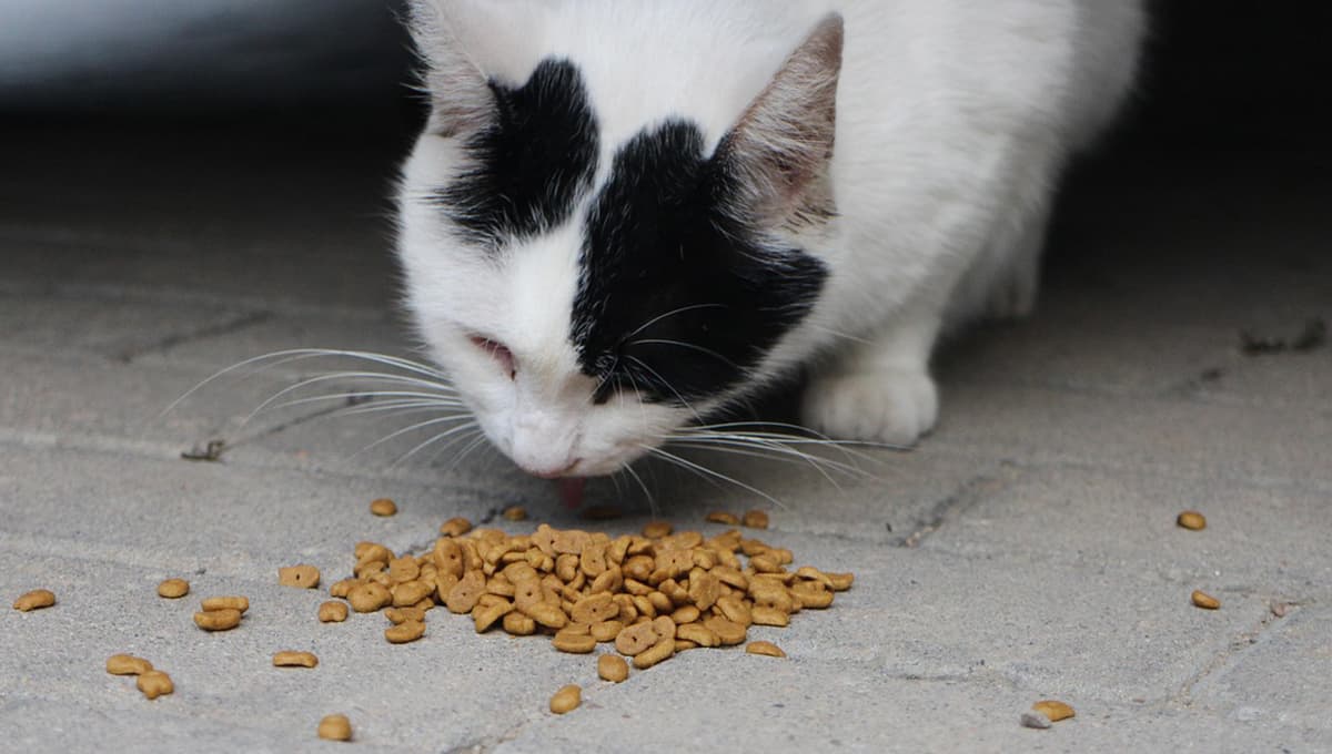 Hi Cat croquetas son buenas o malas
