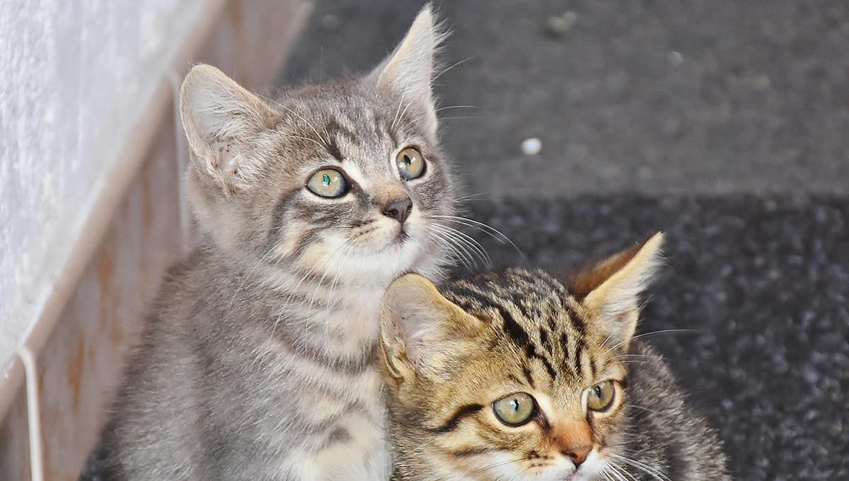 ¿Por qué un gato lame mi nariz?