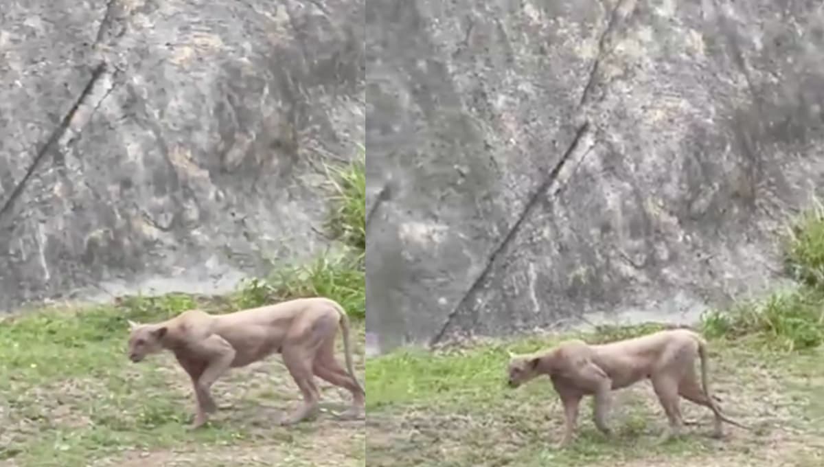 Puma es visto cazando a un gato en una zona residencial de Monterrey