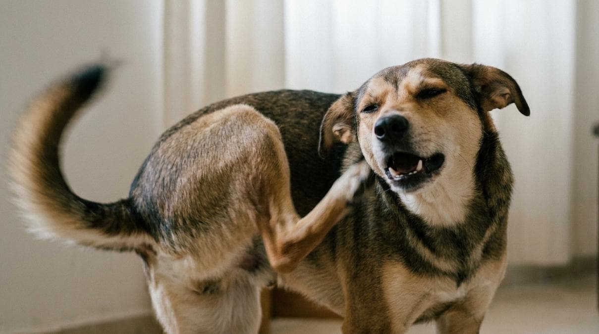 ¿Tu Perro se Rasca? Cómo Saber si son Pulgas o Piel Seca